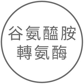 酵素製劑：谷氨醯胺轉氨酶
