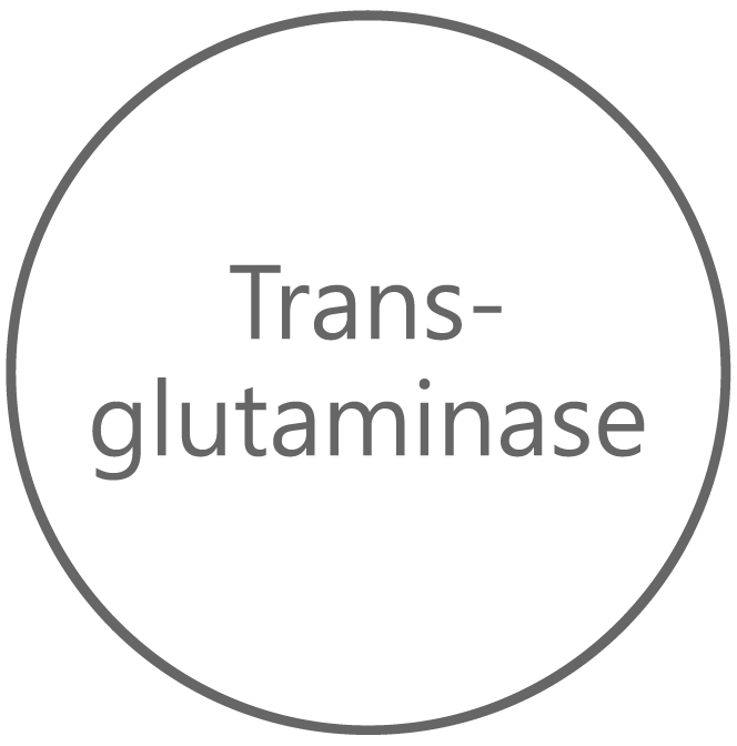 Enzyme preparation: Transglutaminase